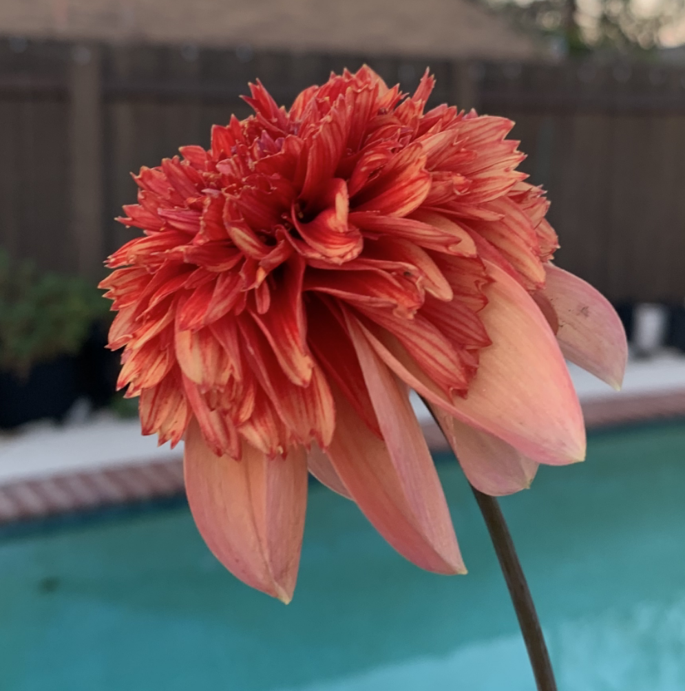 Lee's Dragoneye Blaze - TUBER