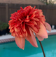 Lee's Dragoneye Blaze - TUBER