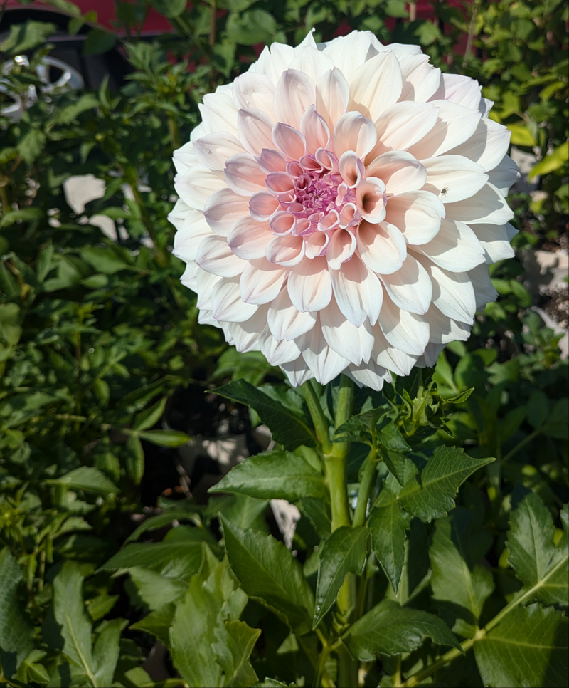 KA's® Pearl - TUBER