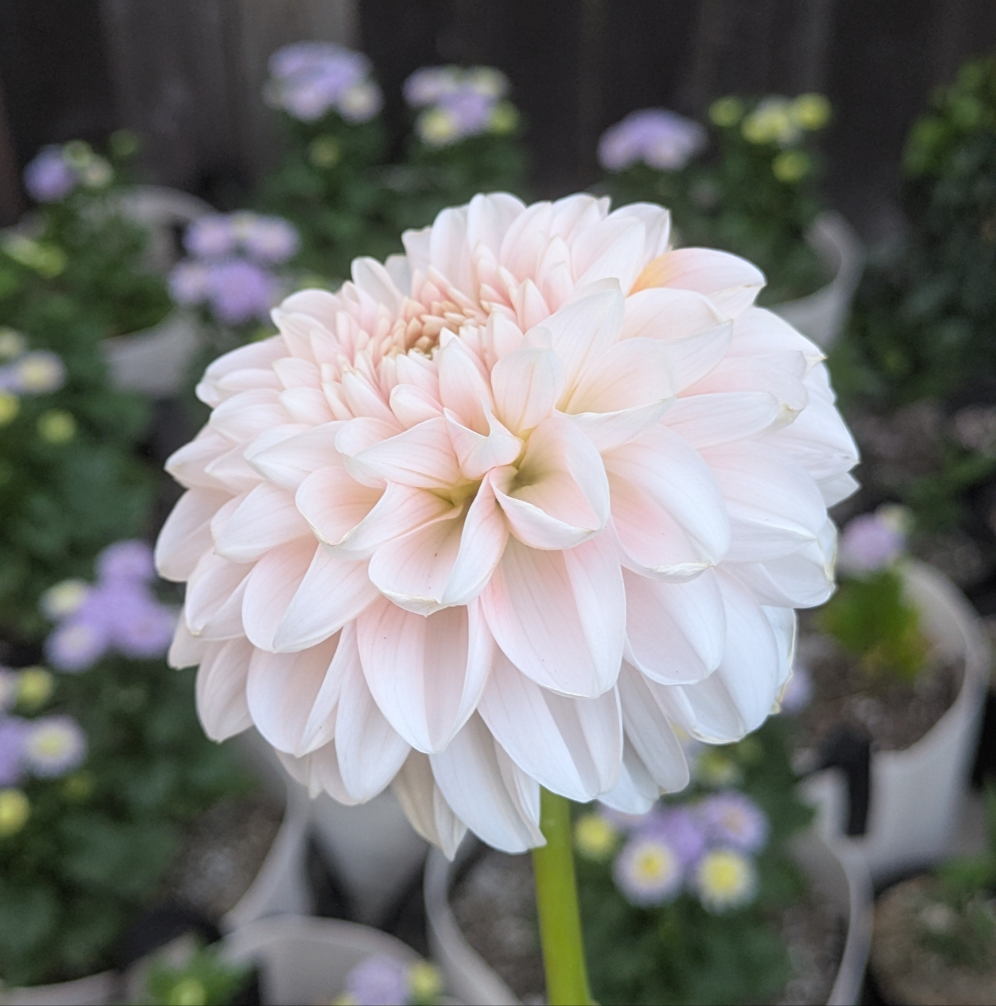 Lee's Kewpie - TUBER (mini clump)