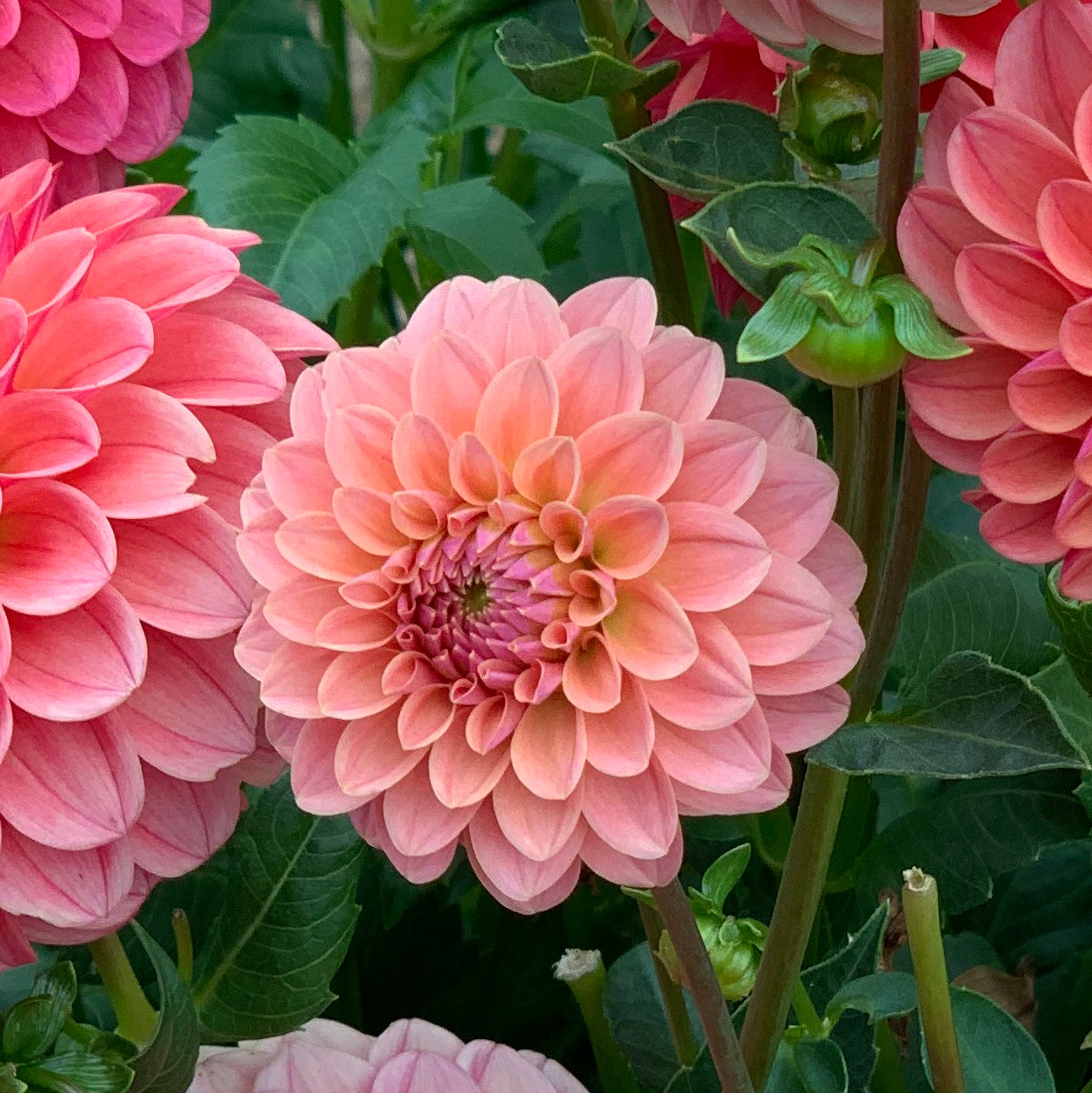 KA's® Boho Peach - TUBER