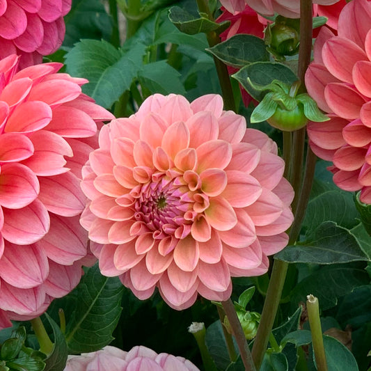 KA's® Boho Peach - TUBER