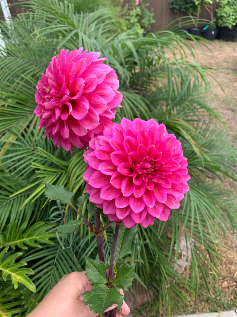 Florelie Guava - TUBER