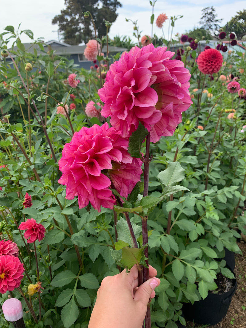 Florelie Guava - TUBER