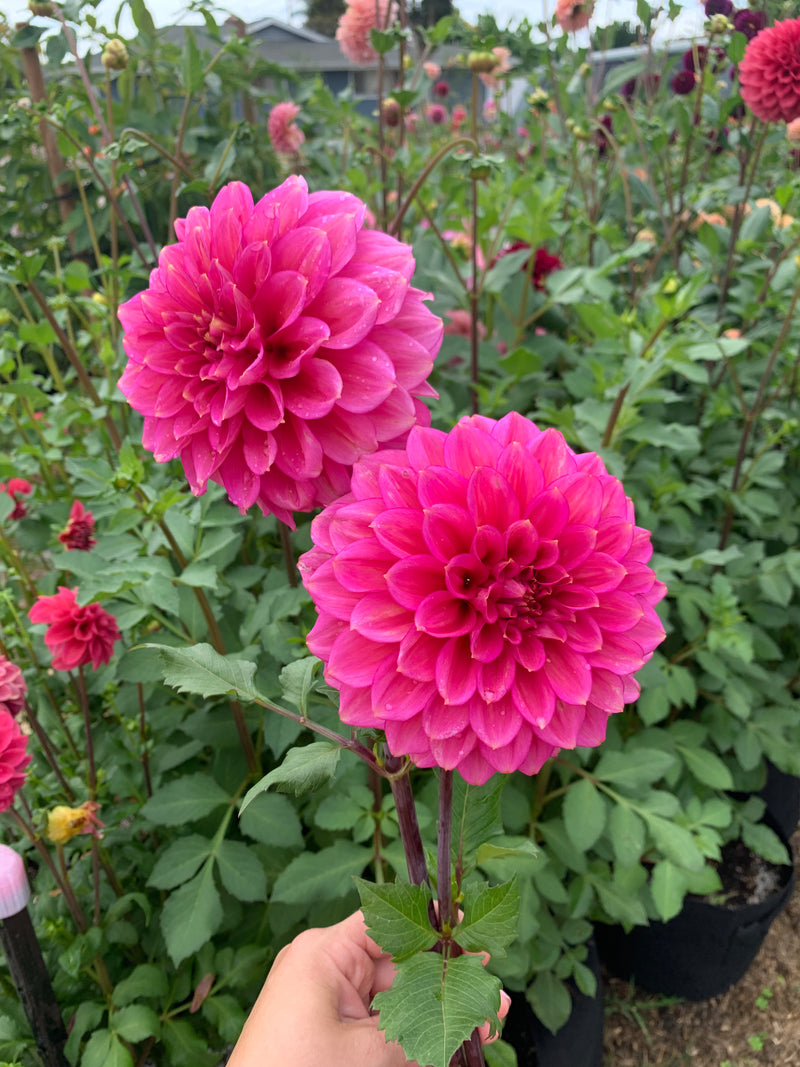Florelie Guava - TUBER