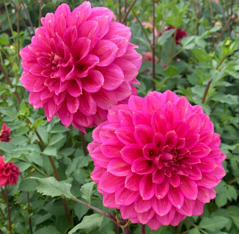 Florelie Guava - TUBER
