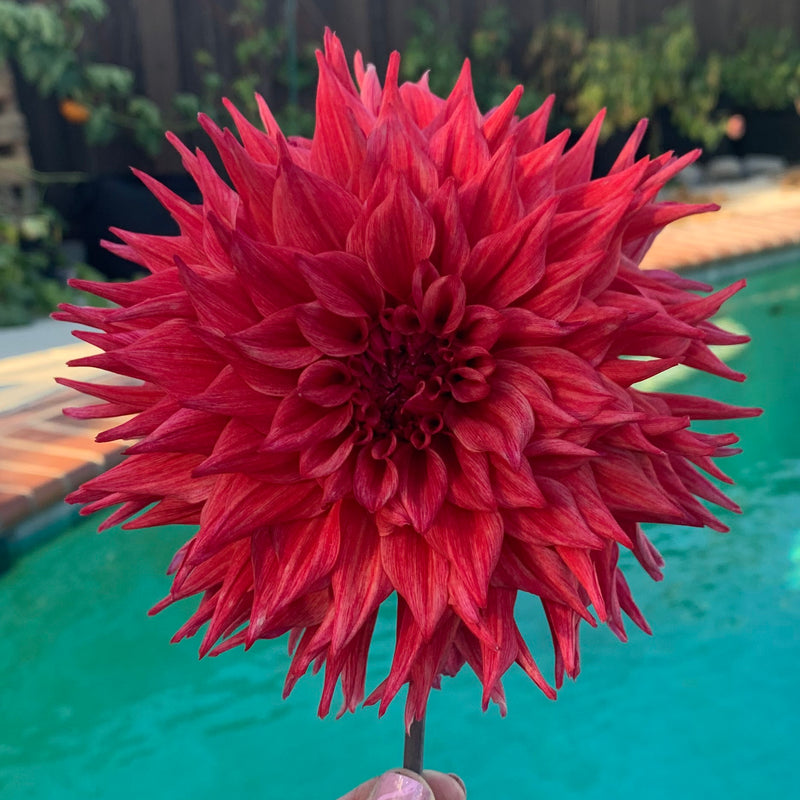 Lee's Lucille - TUBER