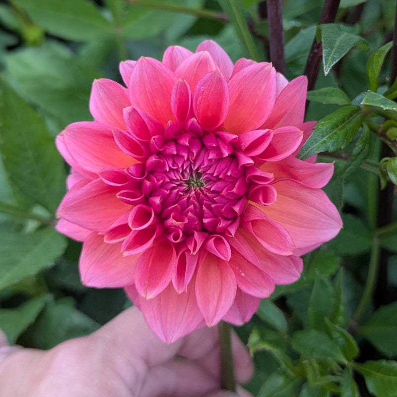RM Pink Sugar - TUBER