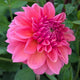 RM Pink Sugar - TUBER