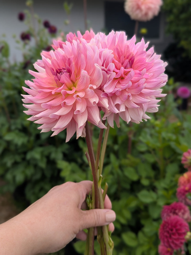 RM Fairy Wings - TUBER