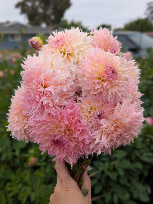 Lee's Pink Grapefruit - TUBER