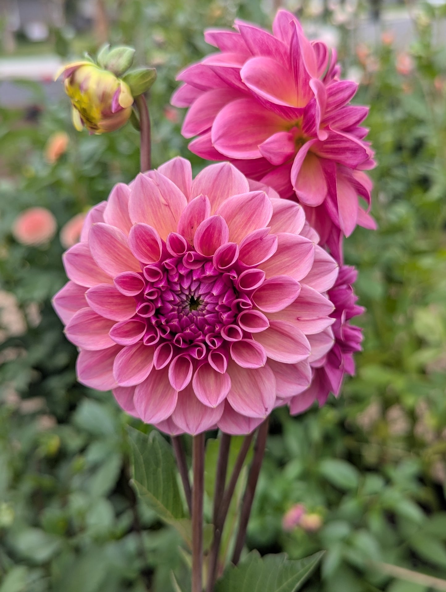 🌸 RM Berry Kiss - POTTED PLANT (3" pot)