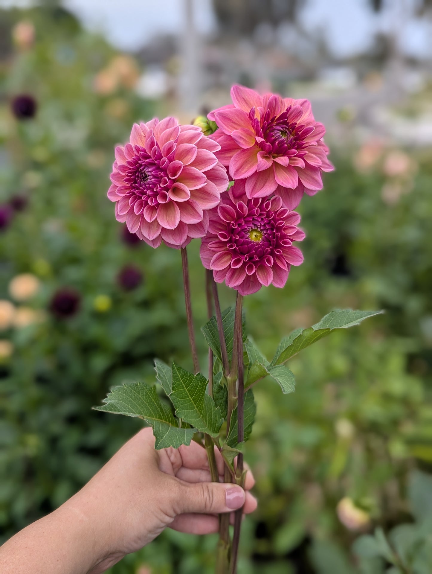 🌸 RM Berry Kiss - POTTED PLANT (3" pot)