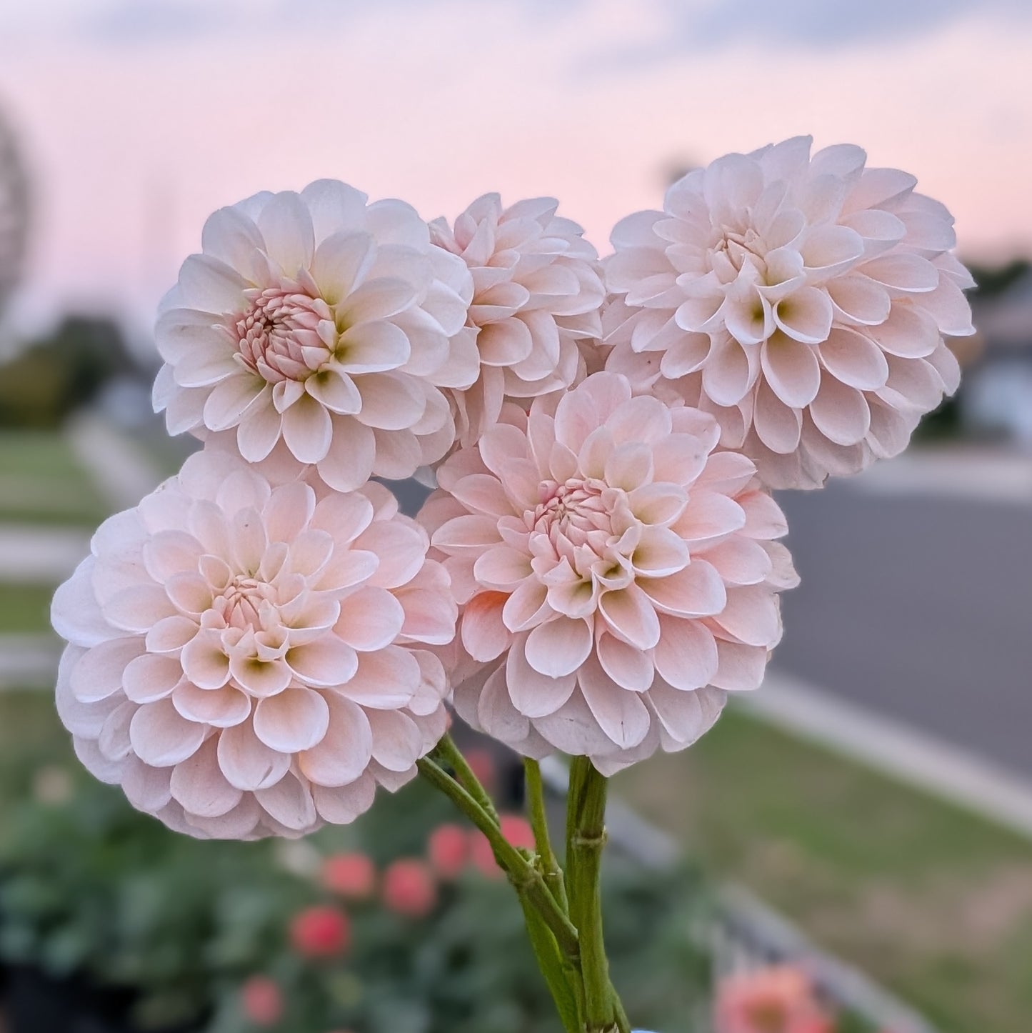 Lee's Kewpie - TUBER (mini clump)