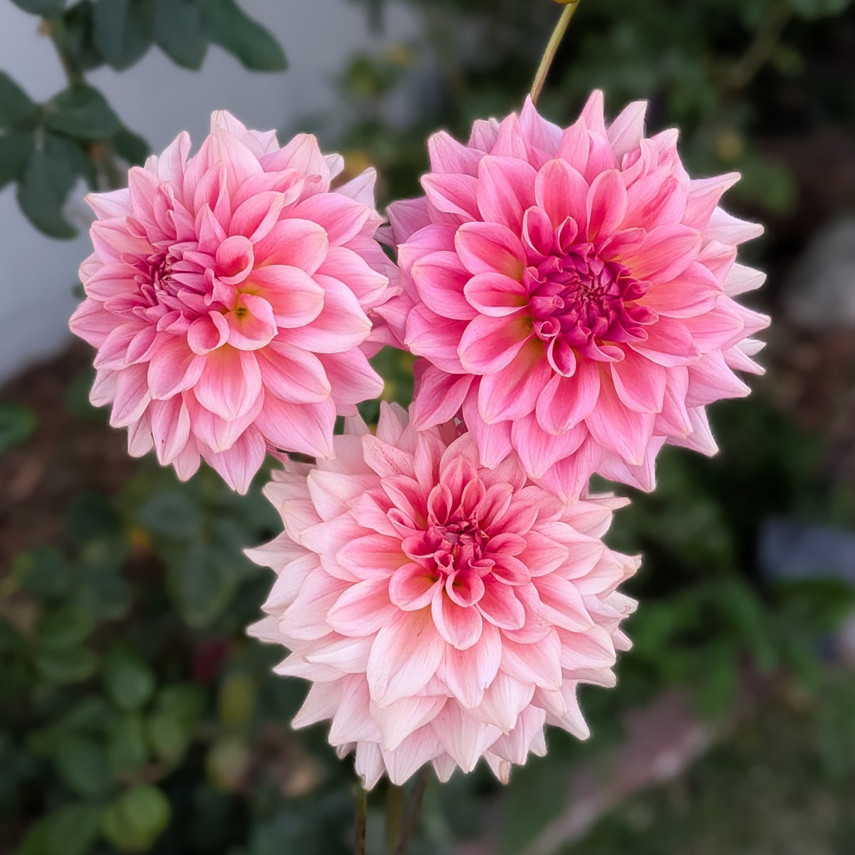 RM Fairy Wings - TUBER