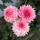RM Fairy Wings - TUBER