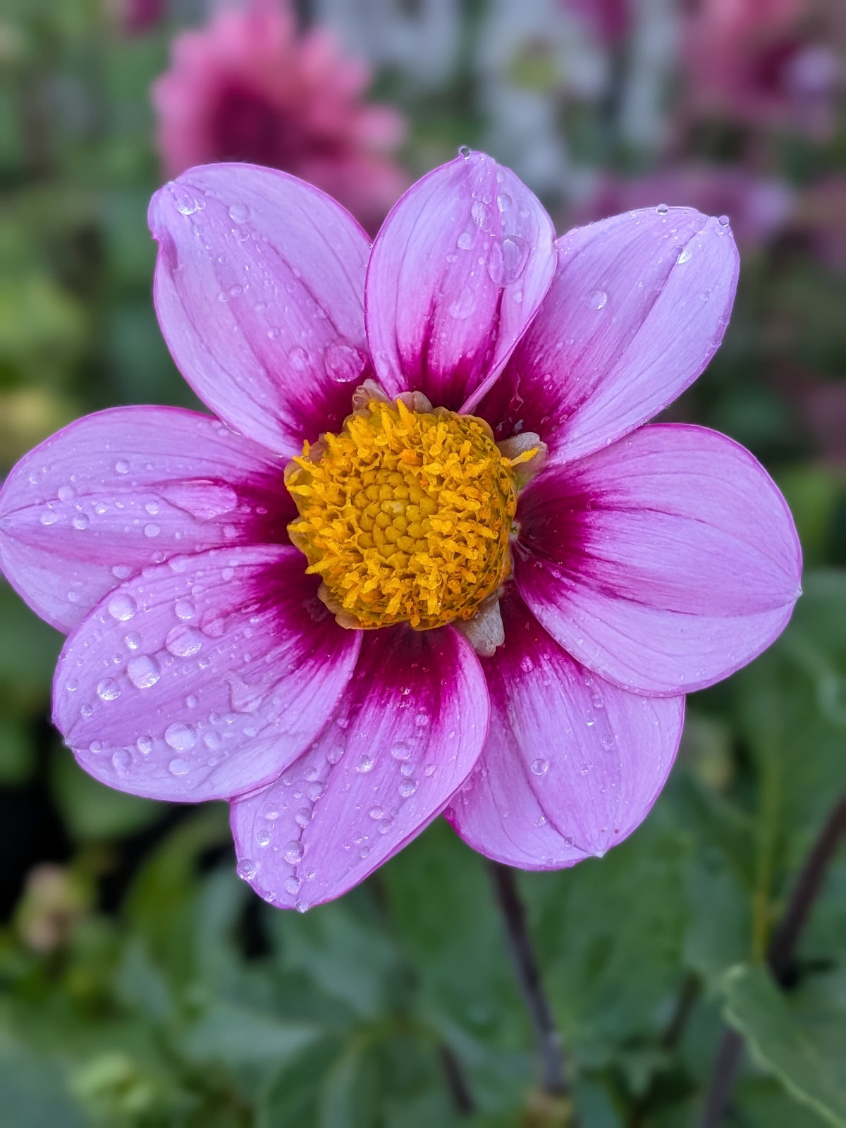 Reanne's Alexandra - TUBER
