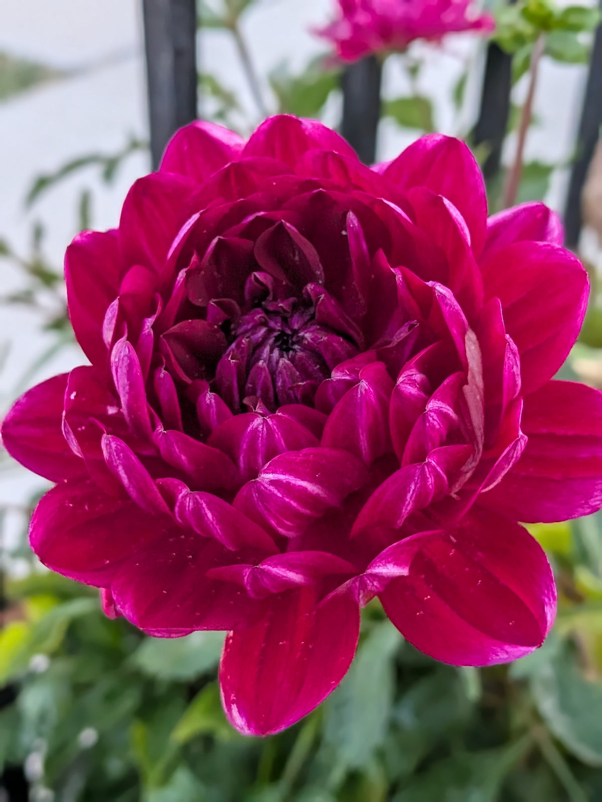 Sandia Bertha - TUBER
