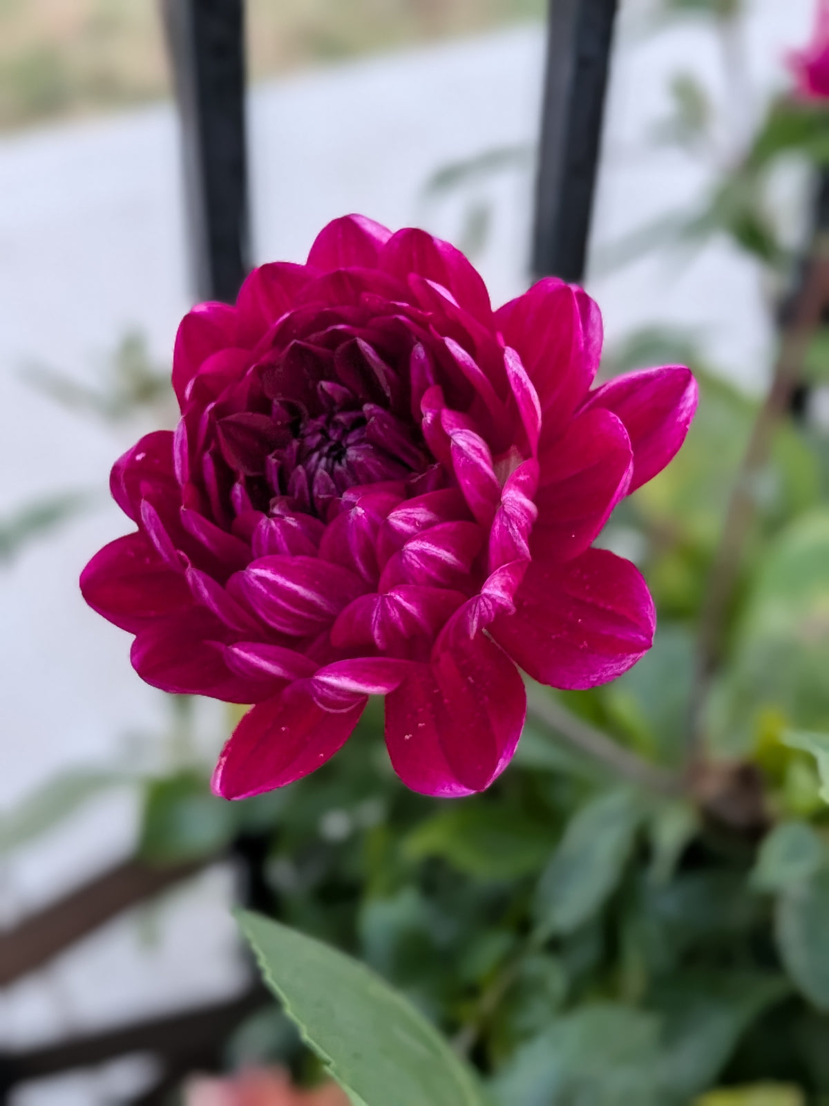 Sandia Bertha - TUBER