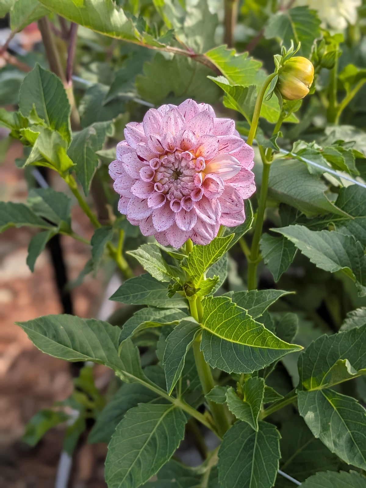 WB's Strawberry Shortcake - TUBER
