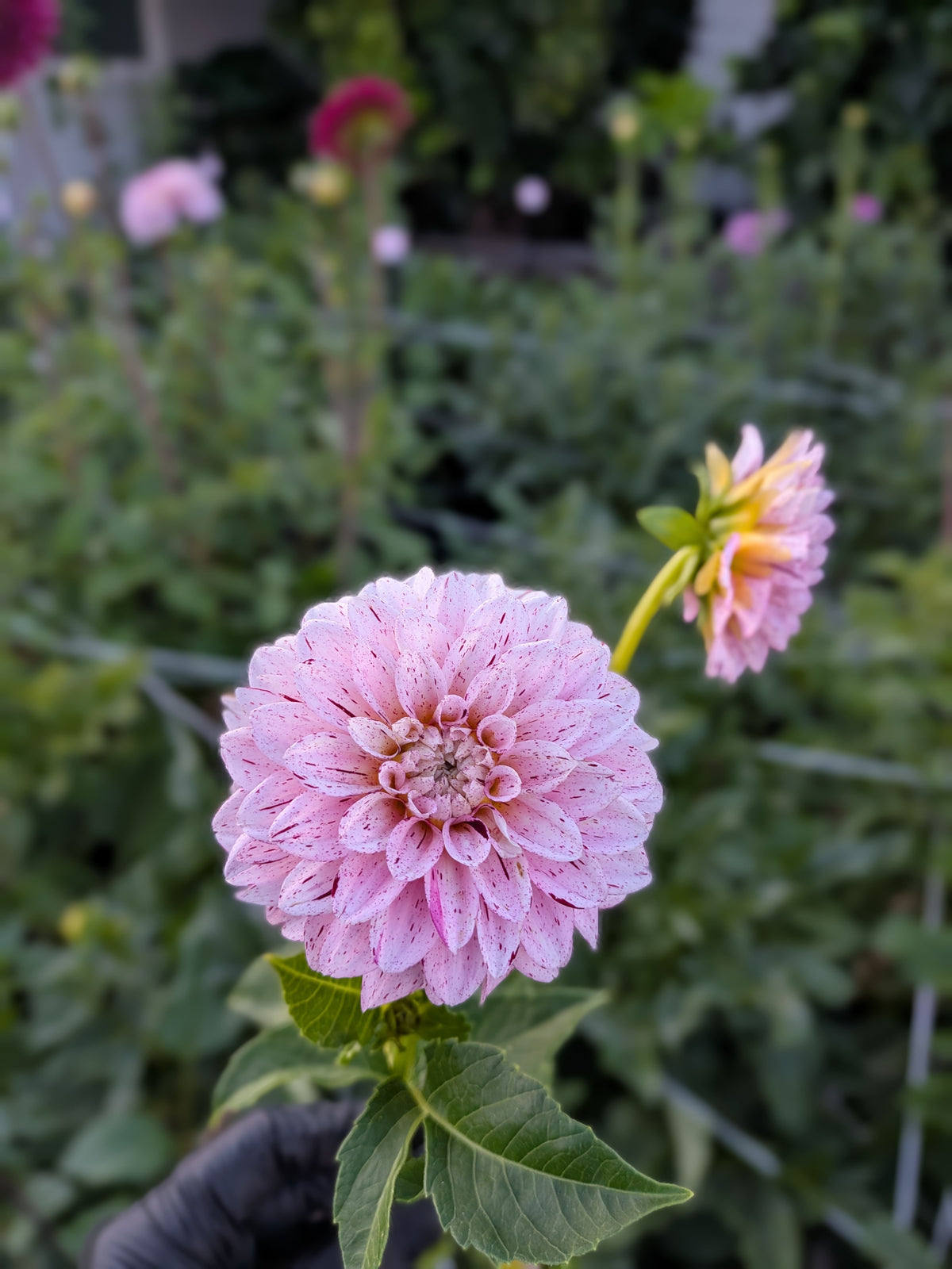 WB's Strawberry Shortcake - TUBER