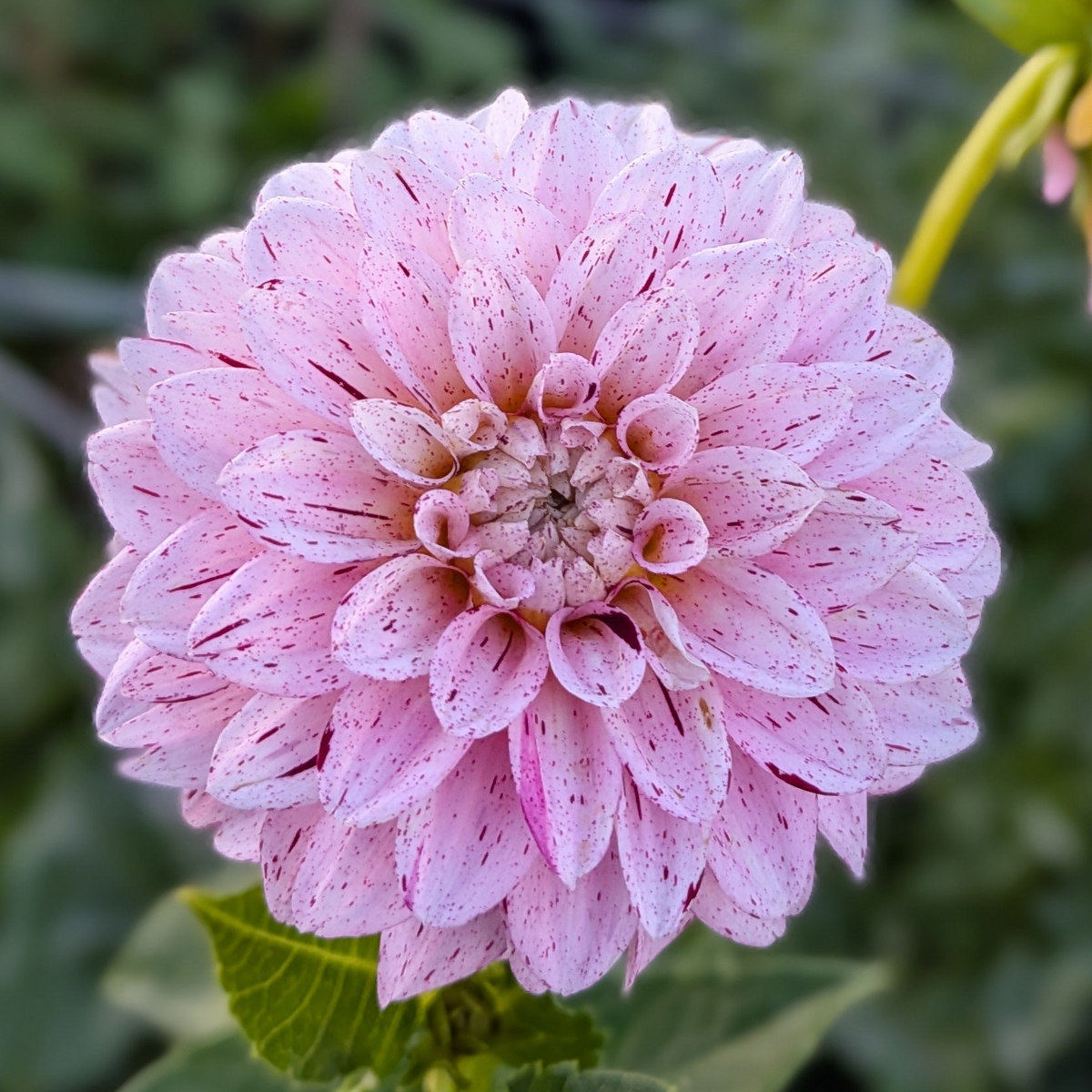 WB's Strawberry Shortcake - TUBER