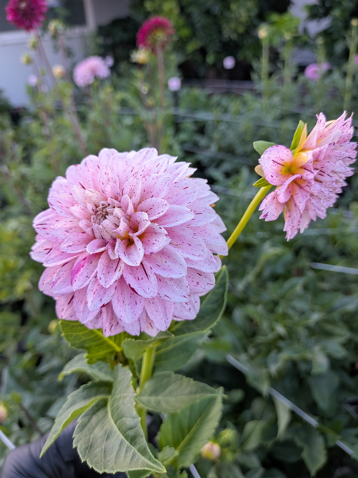 WB's Strawberry Shortcake - TUBER