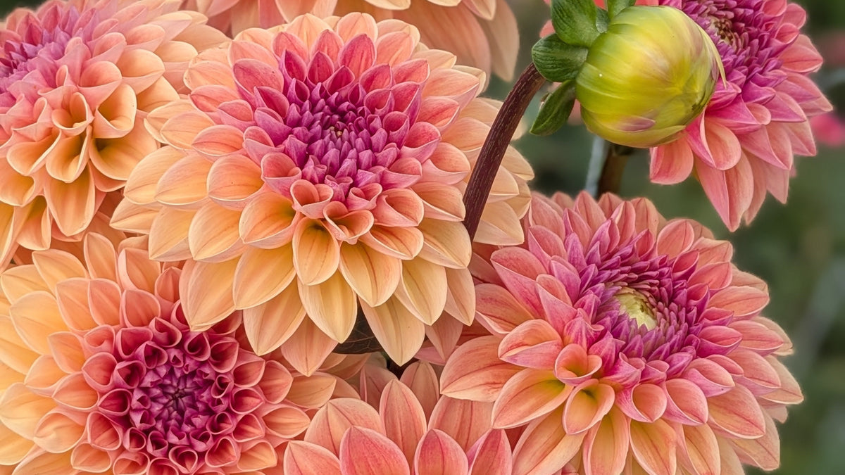 RM Citrus - TUBER