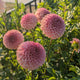 KA's® Coral Sea - TUBER