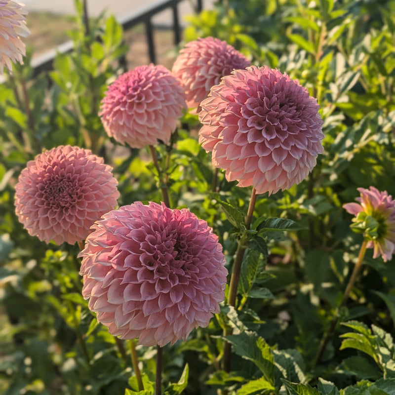 KA's® Coral Sea - TUBER