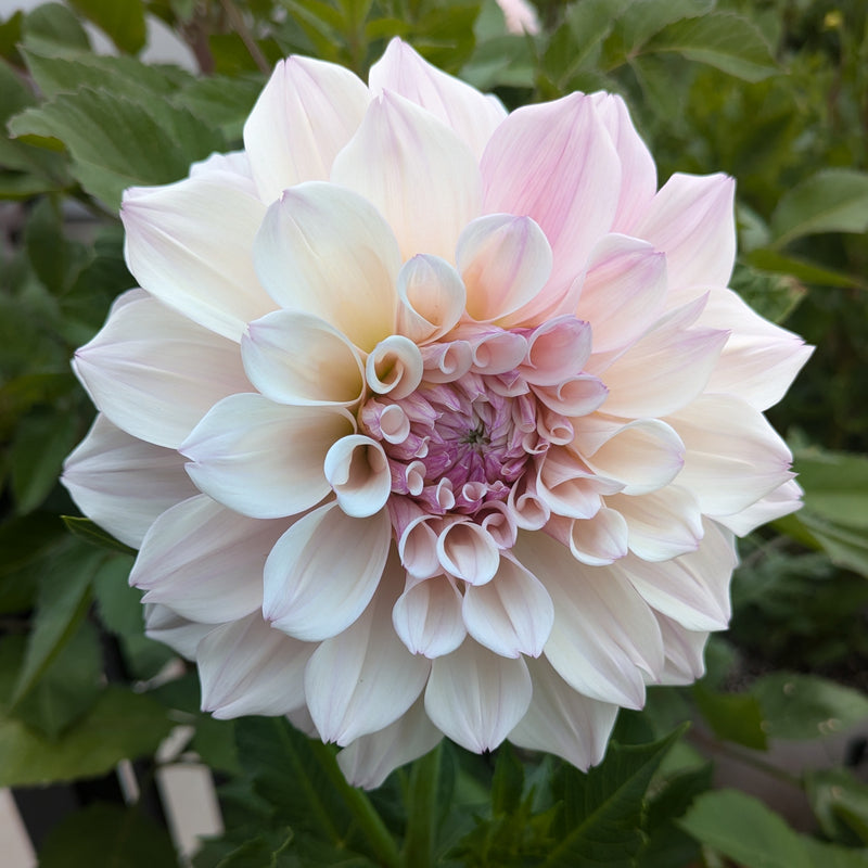 KA's® Pearl - TUBER