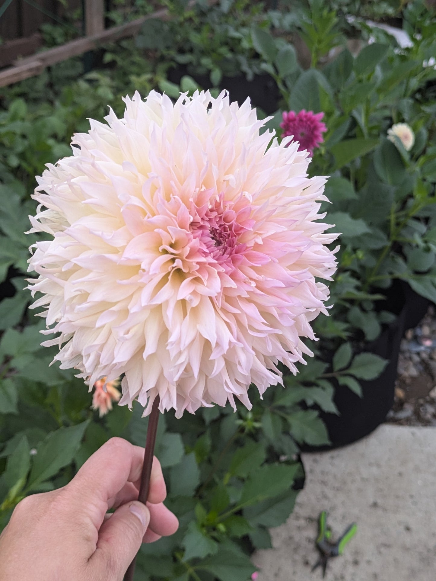 Lee's Pink Grapefruit - TUBER