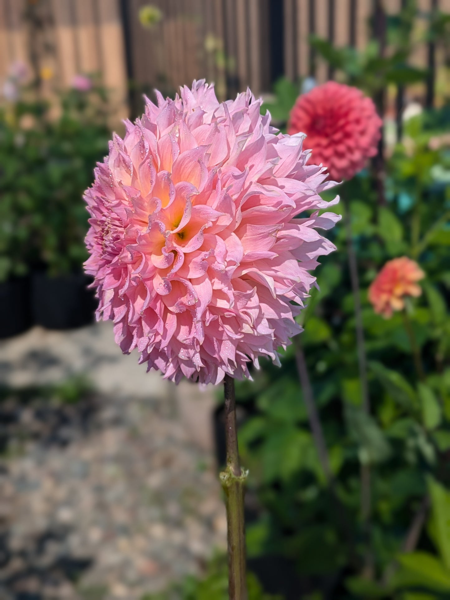 Lee's Pink Grapefruit - TUBER