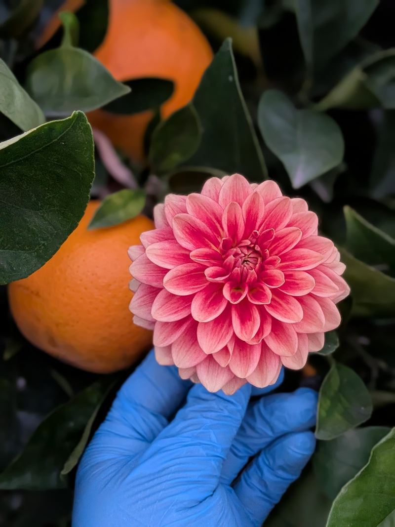 Lee's Mandarin - TUBER
