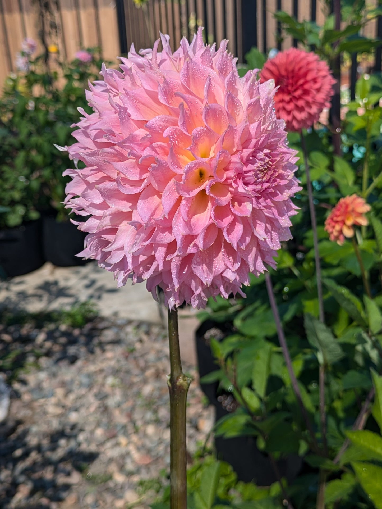 Lee's Pink Grapefruit - TUBER