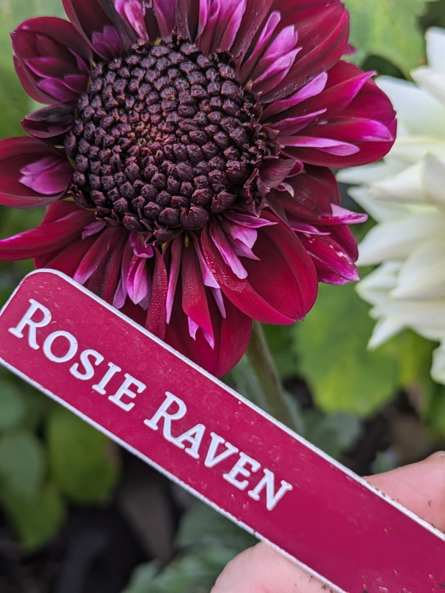 Rosie Raven - POTTED PLANT (4" Pot)