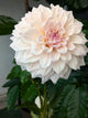 KA's® Pearl - TUBER