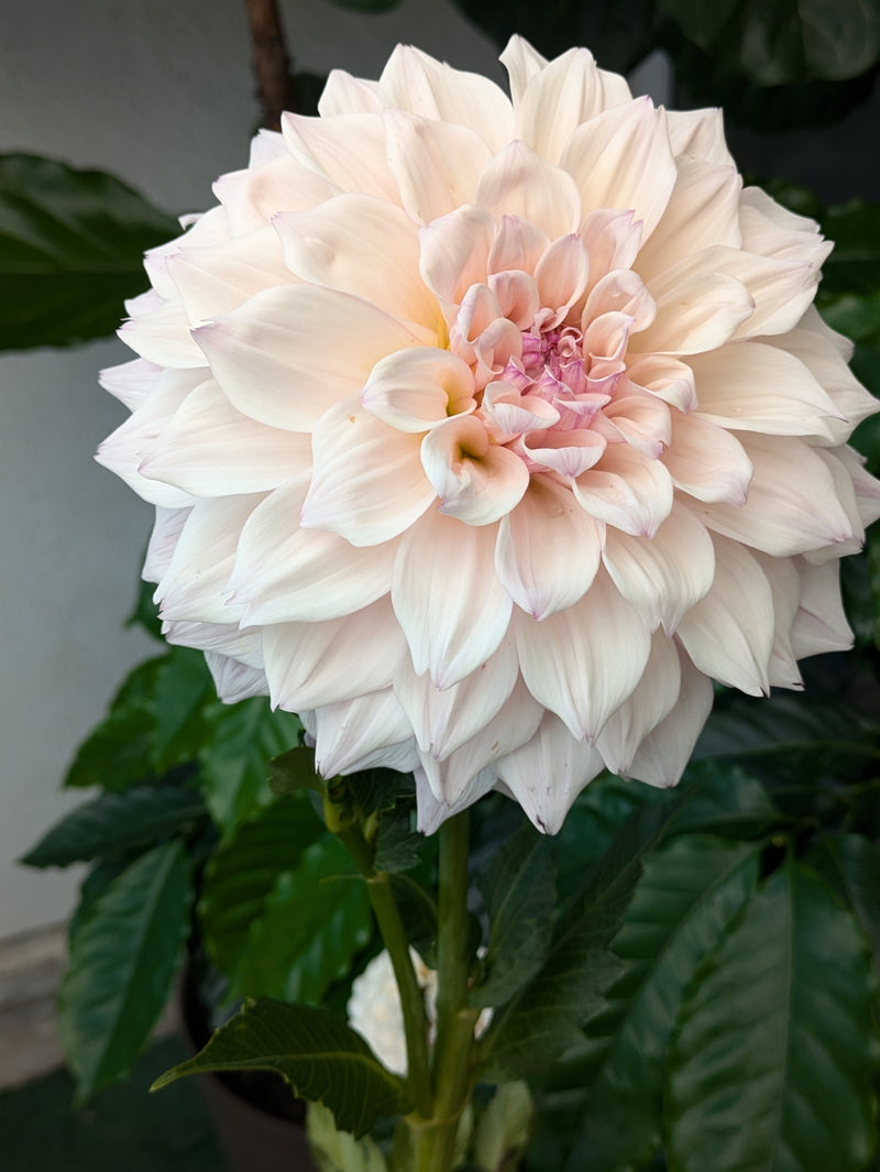 KA's® Pearl - TUBER