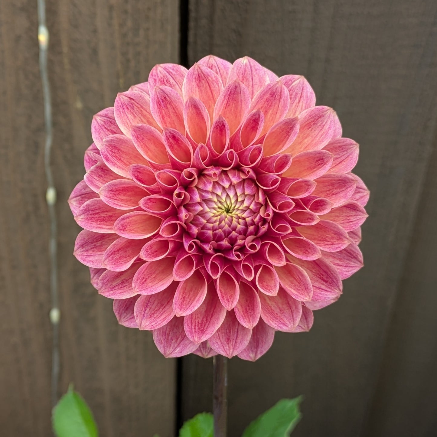 Levi's Sunfire - POTTED PLANT (3.5" Pot)