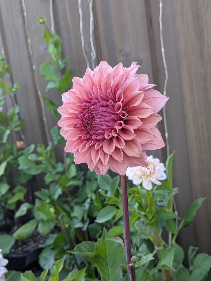 Lee's Swiss Miss - TUBER