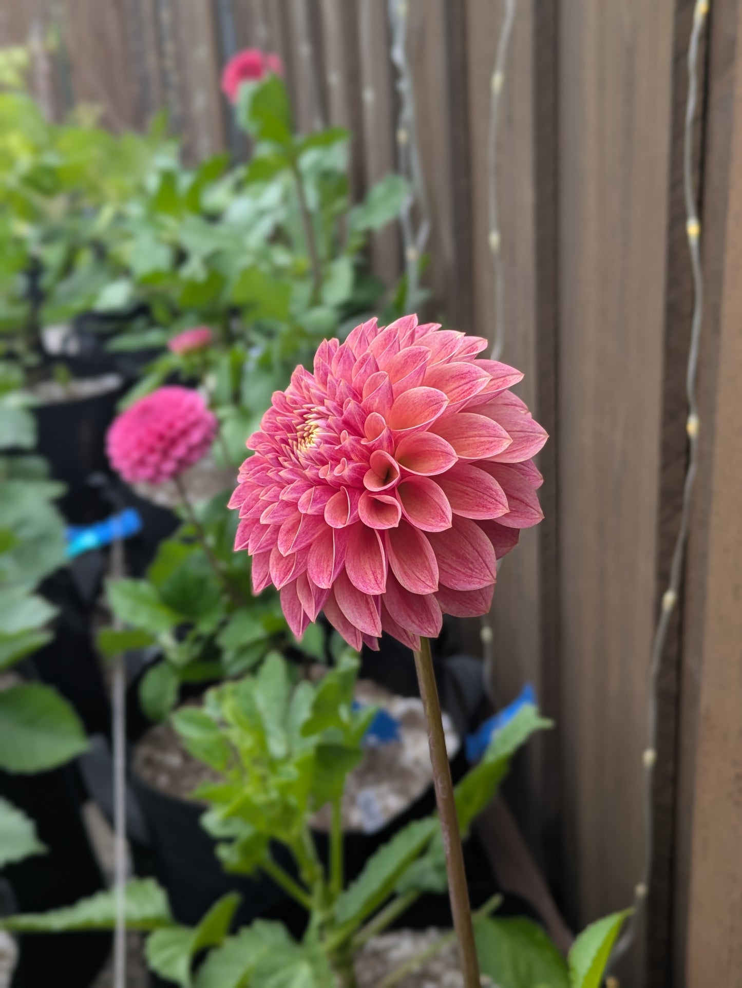 Levi's Sunfire - POTTED PLANT (3.5" Pot)