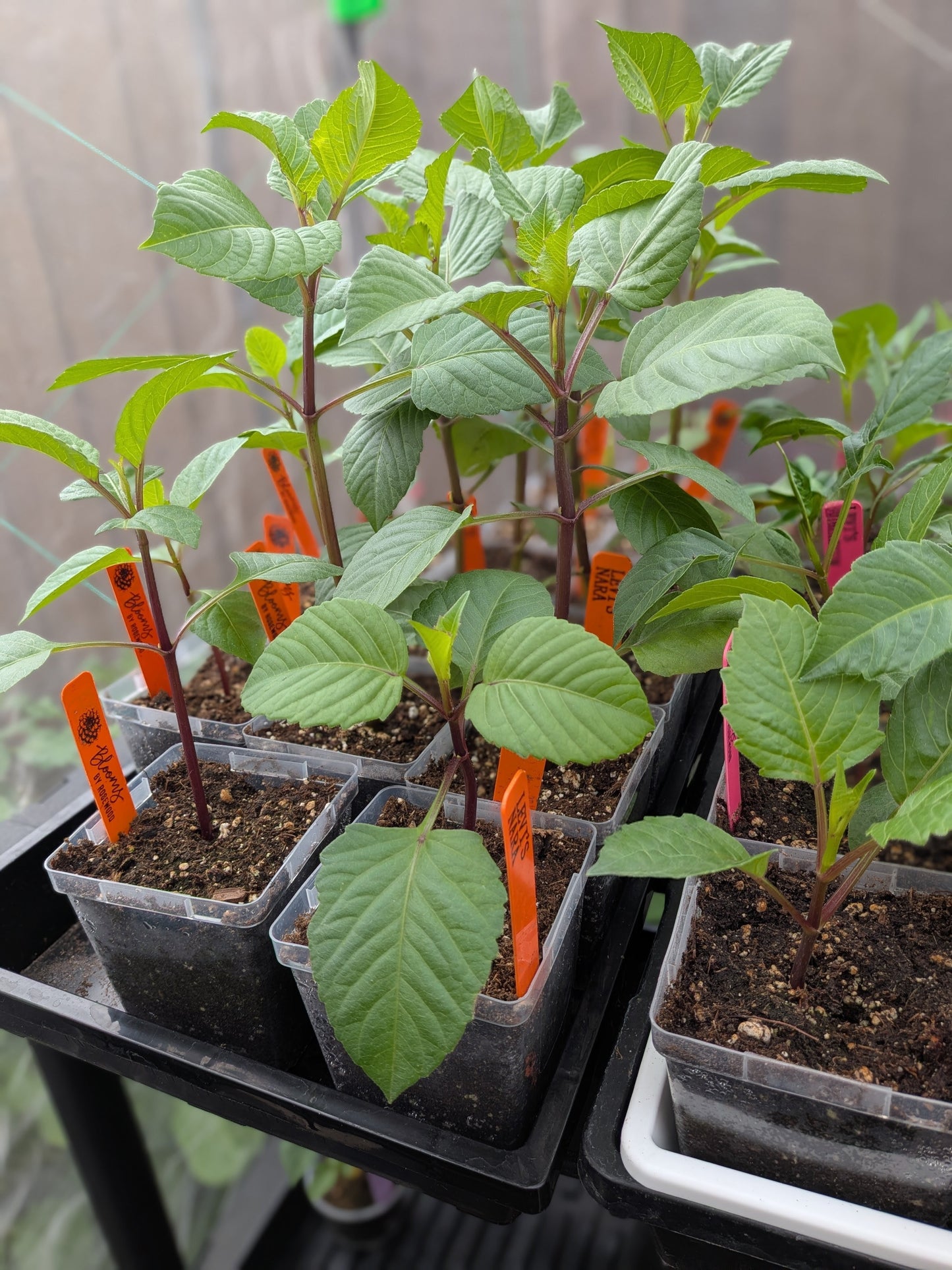 Levi's Nara (2026 New Release) - POTTED CUTTING (3.5" Pot)