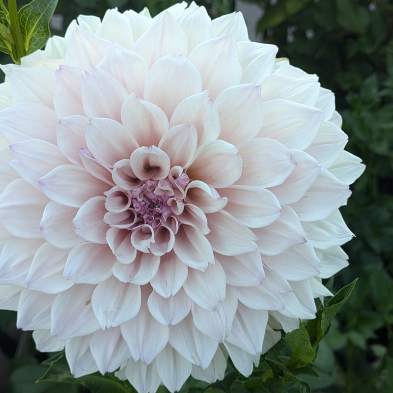 KA's® Pearl - TUBER