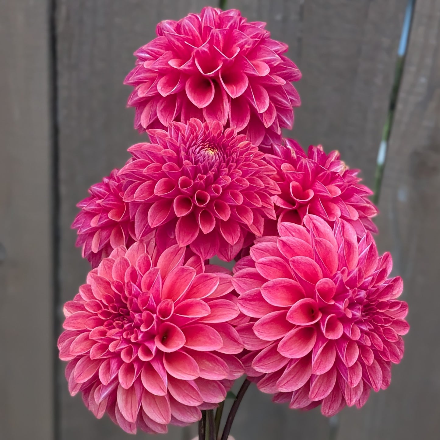 Levi's Sunfire - POTTED PLANT (3.5" Pot)