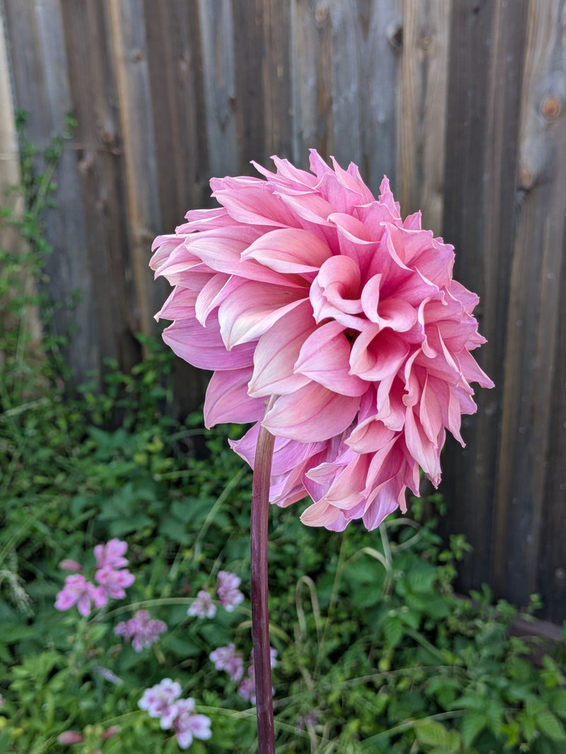 Lee's Swiss Miss - TUBER