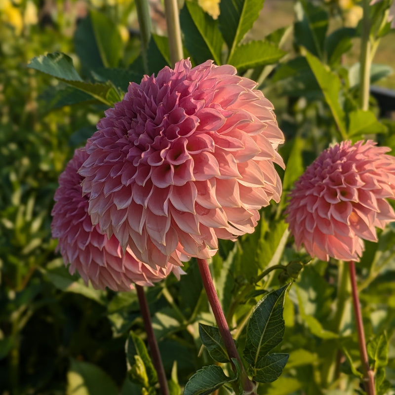 KA's® Coral Sea - TUBER