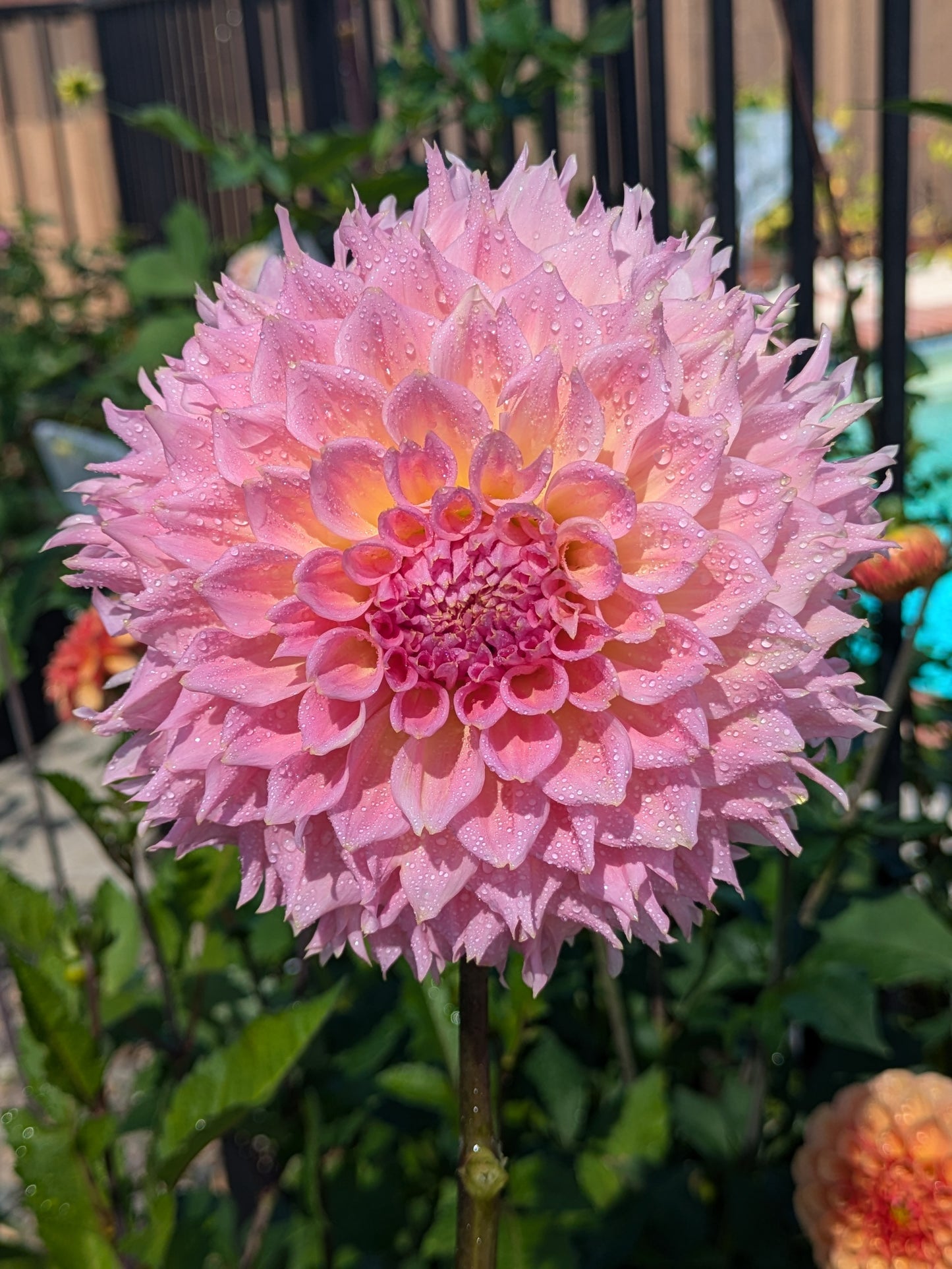Lee's Pink Grapefruit - TUBER