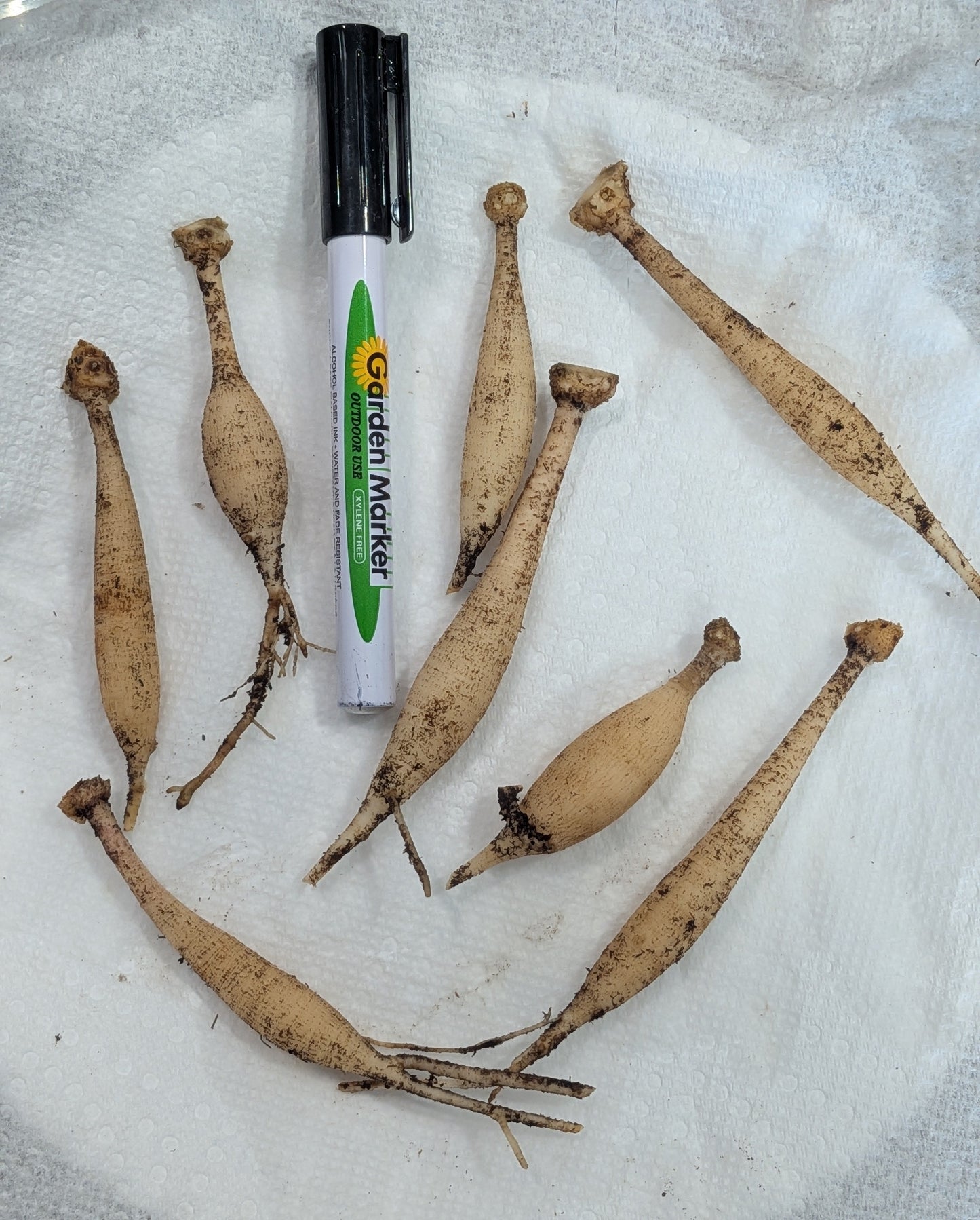 Lee’s Canella Fizz - Small TUBER