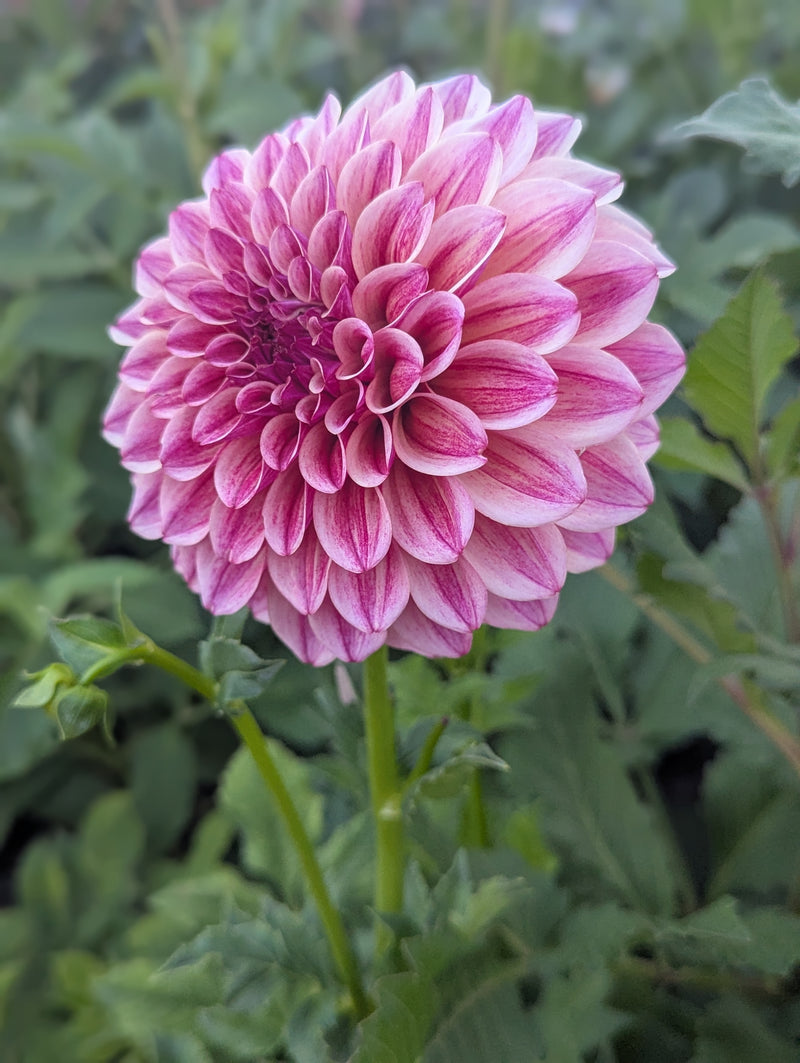 KA's® Rhubarb - TUBER